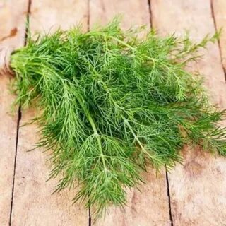 تصویر 2 از فروش مستقیم شوید خشک از کشاورز و ارسال سریع